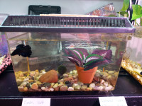 Betta Fish decorated potted silk plant Tank *SALE!