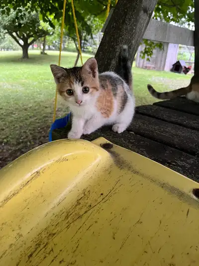 kittens!!, View more