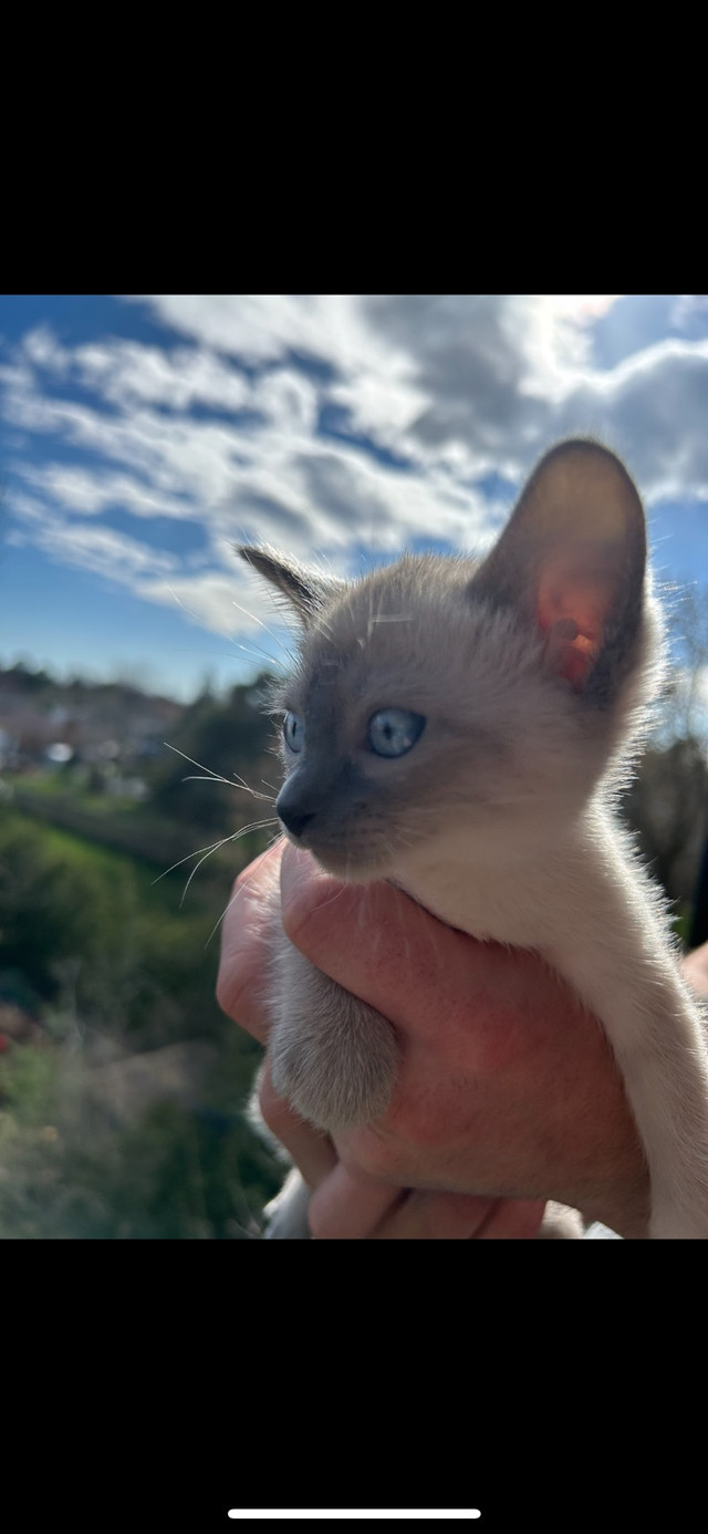 Siamese kittens(Ready NOW!!) in Cats & Kittens for Rehoming in Kingston