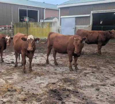 Bred Heifers, View more