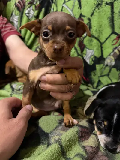 chihuahua puppies for sale!, View more