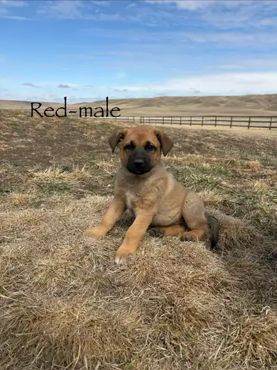 READY TO GO-Guardian Puppies (GSD x Malinois x St. Bernard), View more