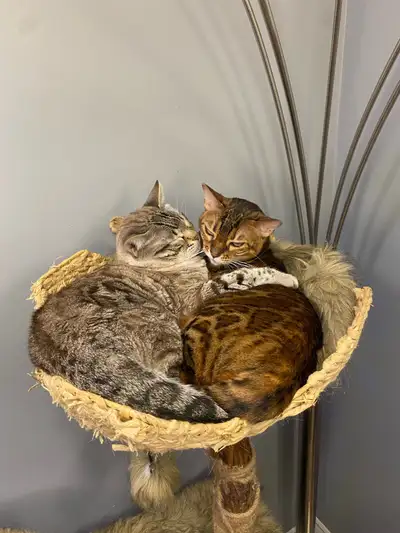 Ce couple bengal de 4 ans se recherche une nouvelle famille car mes deux filles réagissent fortement...