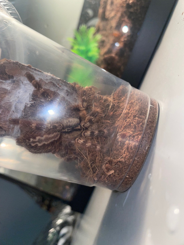 Indian ornamental tarantula/ Poecilotheria regalis in Other Pets for Rehoming in Kingston - Image 3