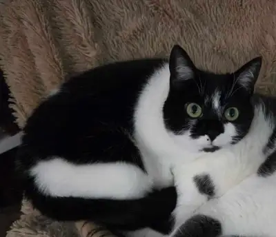 Gratuit Nova : chatte Toxedo stérilisé 5 ans, View more