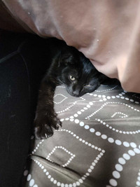 1 beautiful very cuddly black male kitten left!!!