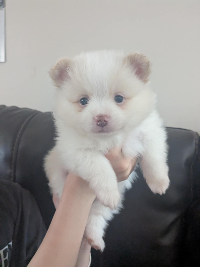 Superbes bébés pomeraniens à vendre dans Chiens et chiots à adopter  à Laval/Rive Nord - Image 4