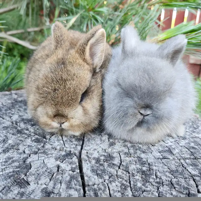 Extraodinaires! Bébés lapins mini rex baby bunny rabbits in Small Animals for Rehoming in City of Montréal - Image 11