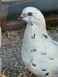 One pair of homing pigeon left