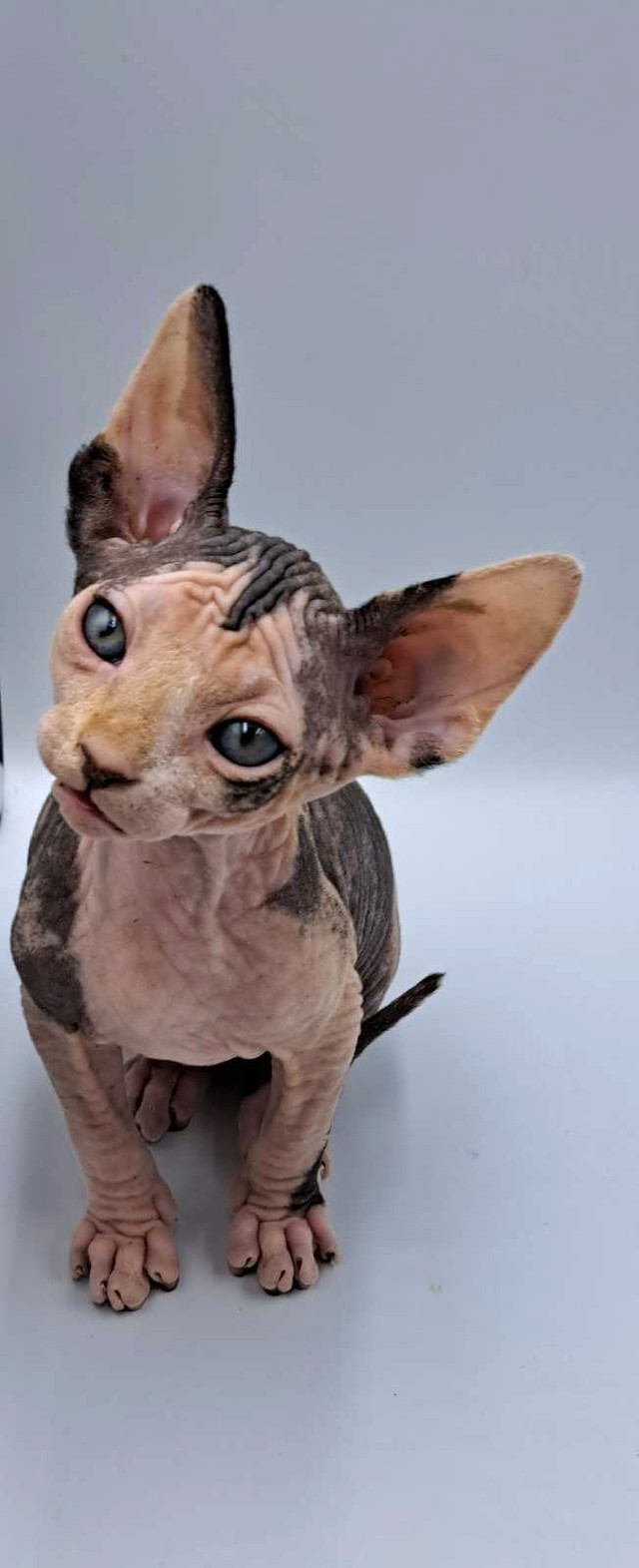 Sphynx kitten- Sold in Cats & Kittens for Rehoming in Moncton - Image 2