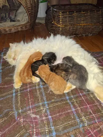 ragdol mainecoon mix, View more