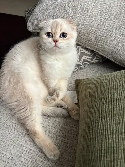 Scottish fold cat, View more