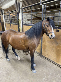 10 year old Purebred Welsh Section B pony
