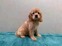 3 magnifique cockapoo a vendre