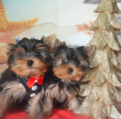 Yorkie Puppies, View more
