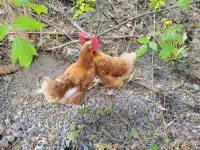 Free. 2 red sex link chickens. 2yrs old. 
