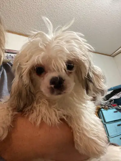 Havenese x shitzu pup, View more