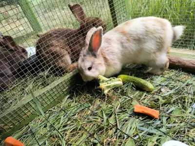 tricolor rabbit, View more