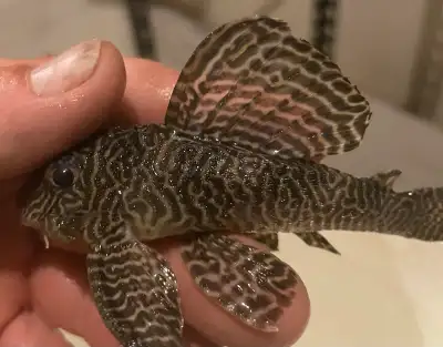 Me reste que 1 Poisson Pleco L066 5’’ Il est à sa grosseur maximale