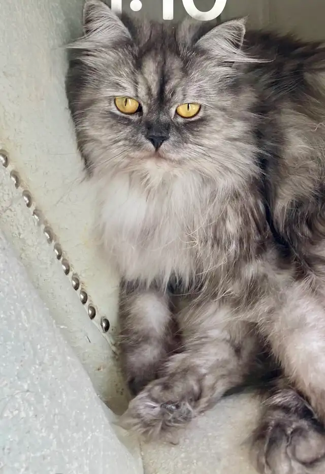 ❤️LOVECATS TICA reg. Cattery:  Persian Himalayans and Himalayans