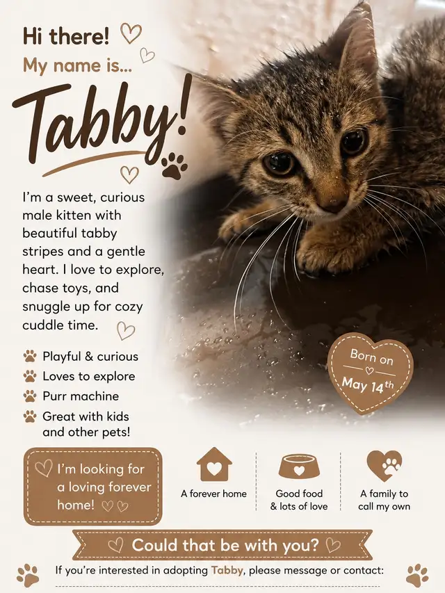 Adorable Male Kittens Looking for their  Forever Home! in Cats & Kittens for Rehoming in Oakville / Halton Region - Image 3