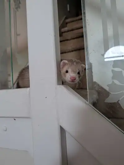 bébé furet de 3 mois ferret, View more