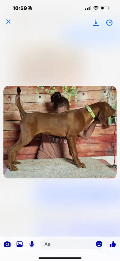 REDBONE PUP, View more