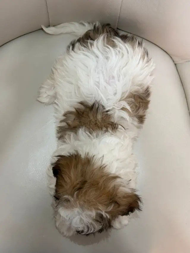 Shichon Puppies (Shih Tzu/Bichon Frise) in Dogs & Puppies for Rehoming in City of Toronto - Image 3
