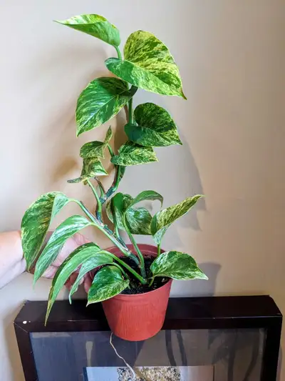 INDOOR PLANTS, View more