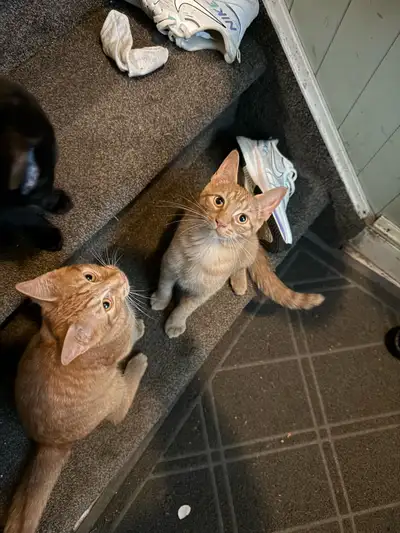 Kittens for sale , View more