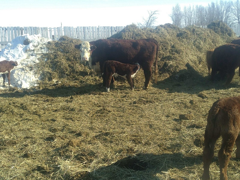Pairs for sale Livestock Regina Kijiji