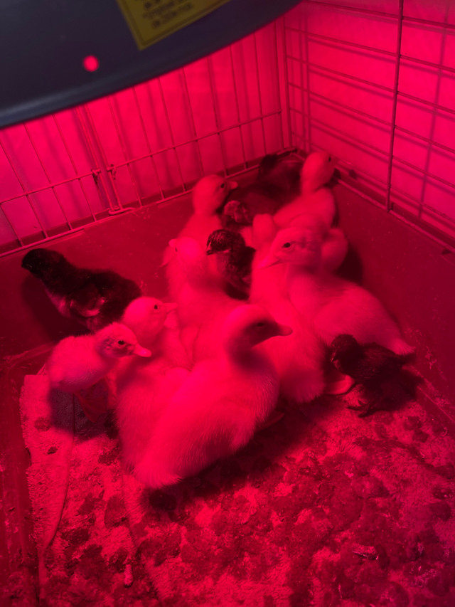 Pékin ducklings and barnyard mix chicken Livestock Moncton Kijiji