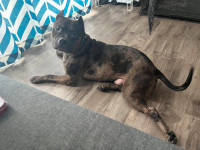 handsome guy for rehoming