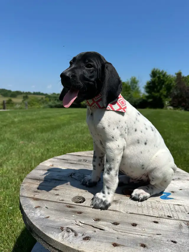 German shorthaired pointer puppies in Dogs & Puppies for Rehoming in Windsor Region - Image 6