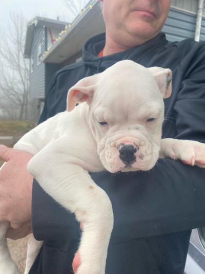  Beautiful valley bulldog puppies