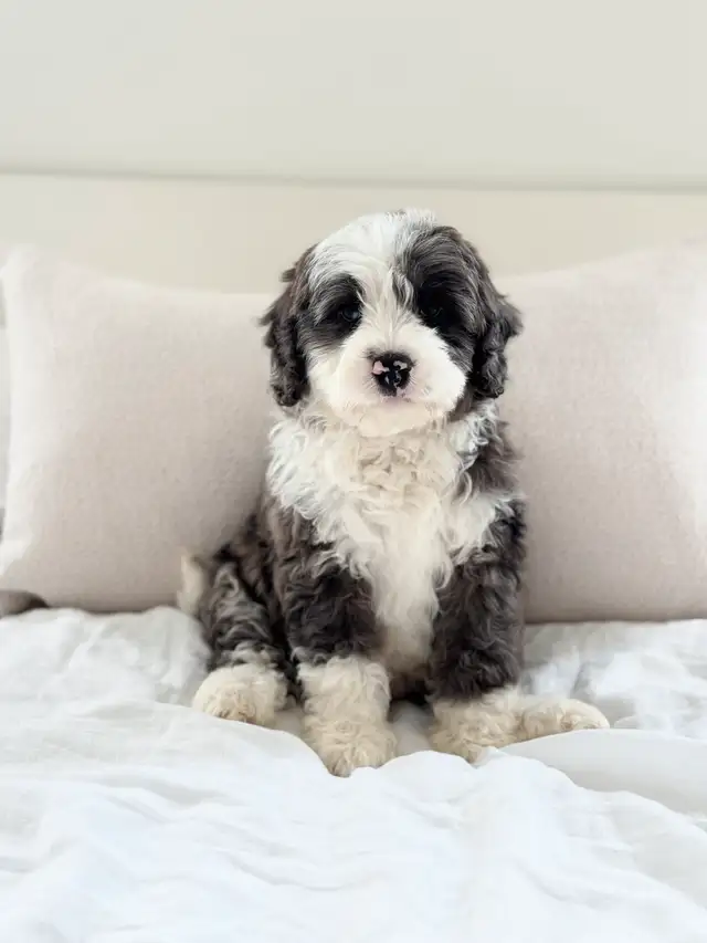 Mini Bernedoodle ( coming soon) in Dogs & Puppies for Rehoming in Winnipeg - Image 4