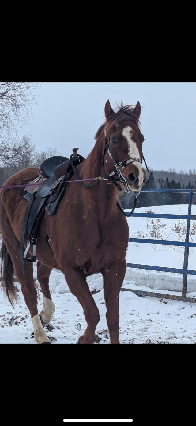 Super beau quater horse dans Chevaux et poneys à adopter  à Ville de Québec - Image 2