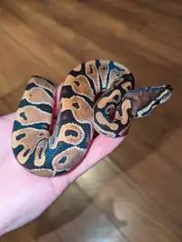 Normal ball python 