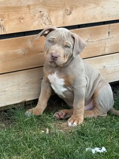 Male xl Ab