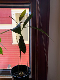  Avocado plant 