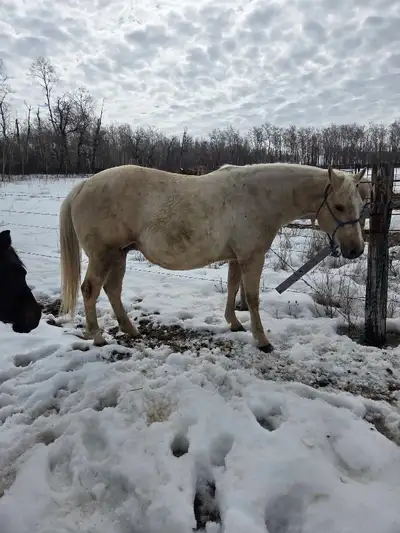 AQHA MARE , View more