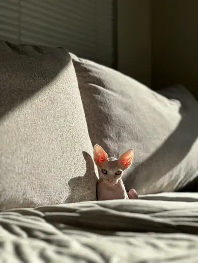 sphynx kitten, View more