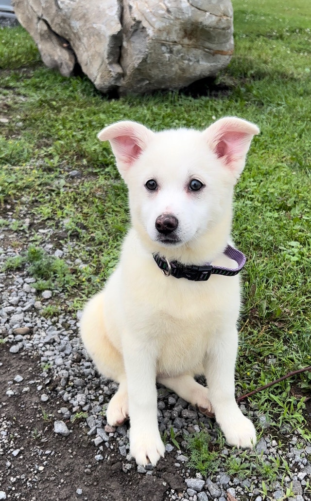 Mini husky Dogs & Puppies for Rehoming Ottawa Kijiji
