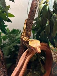 Adult male crested gecko