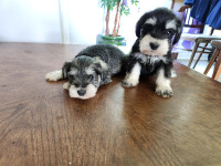 Pure Bred Miniature Schnauzer Puppies