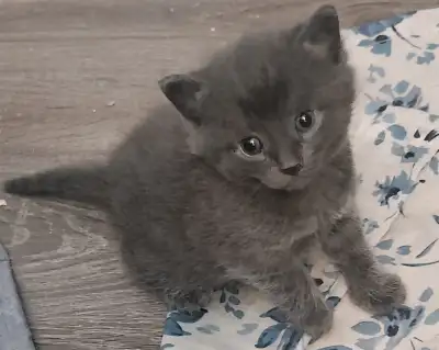 Cute Kittens For Adoption - Ready June 1st!, View more