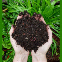 Red wiggler Compost kits