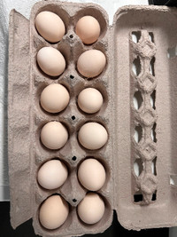 Mille Fleur D’uccle hatching eggs