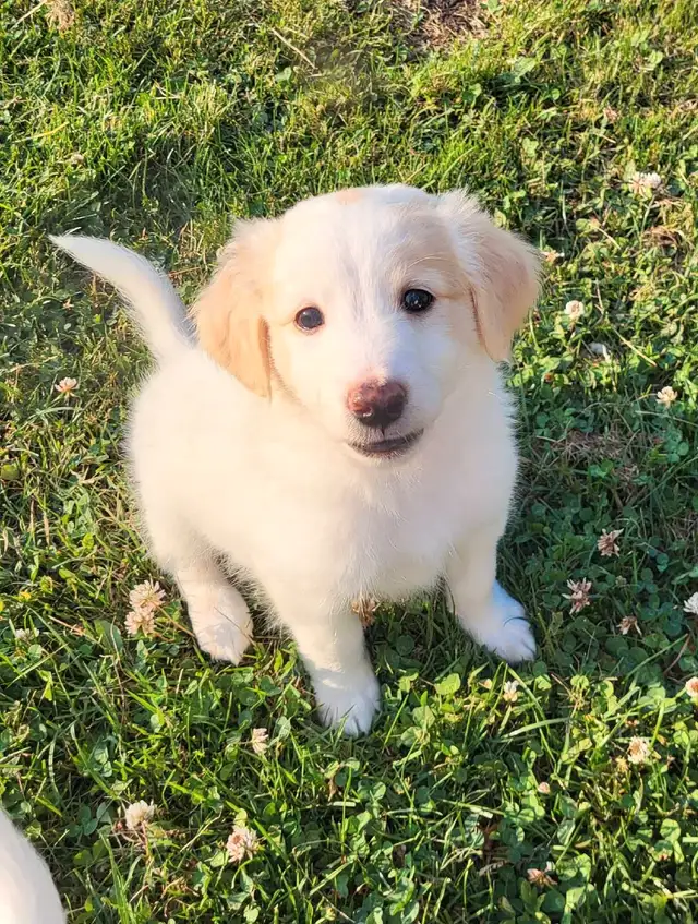 Labradoodle x Bordercollie puppies in Dogs & Puppies for Rehoming in St. Catharines - Image 4