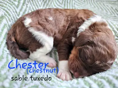 Bernedoodle Puppies F1BB (Standard size), View more